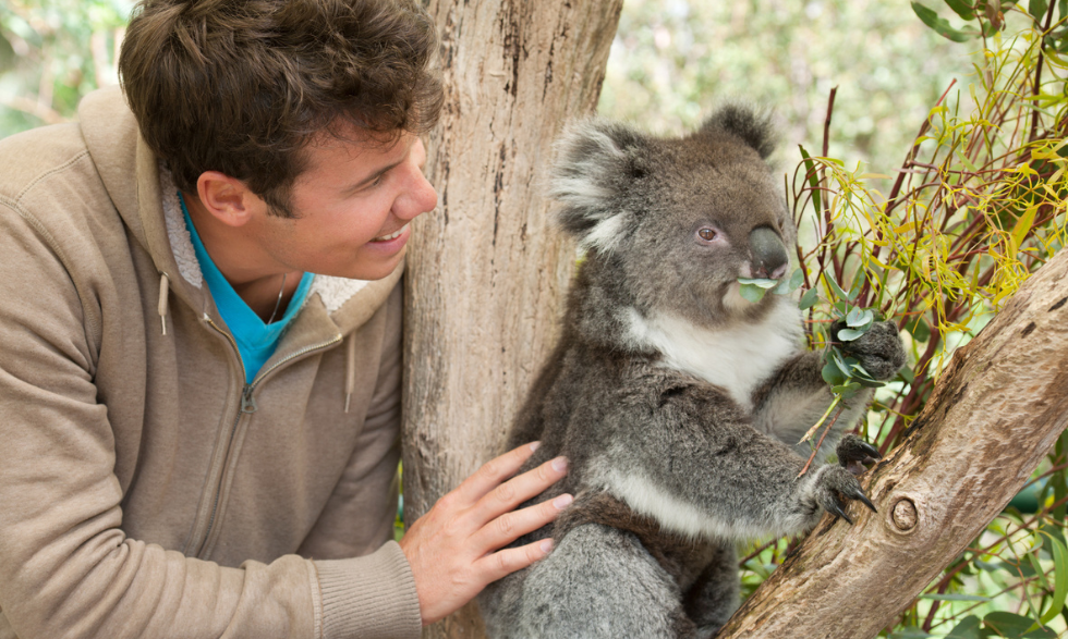 IMAGE: A person with a koala