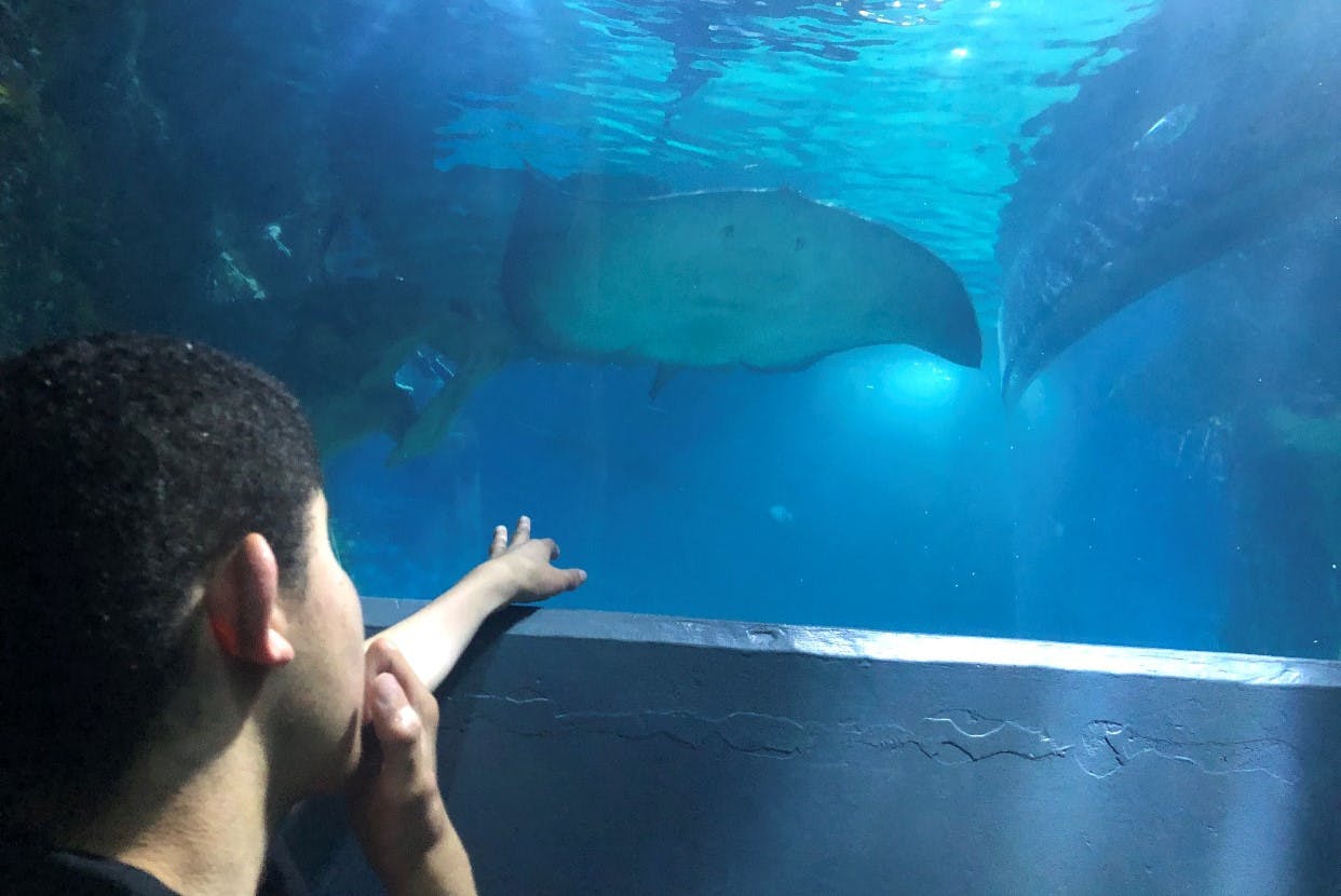 Image of a sting ray and other sea creatures in deep blue water, behind glass at an Aquarium. There is a young male pointing to the creatures.
