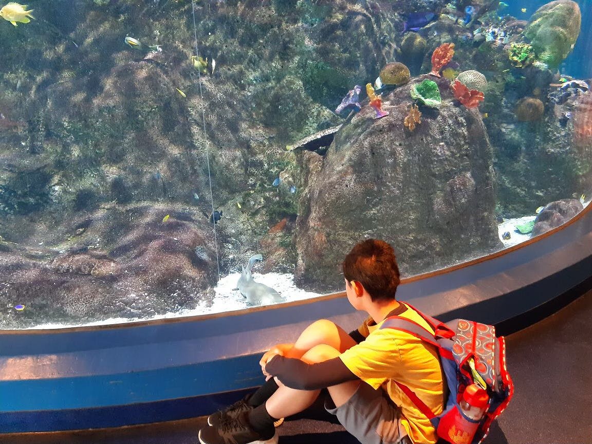 Image of a young male sitting on the floor in front of a large fish tank with bright coral and fish at the Aquarium.