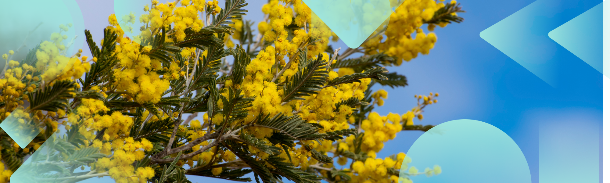 Image: Native wattle in the sunlight